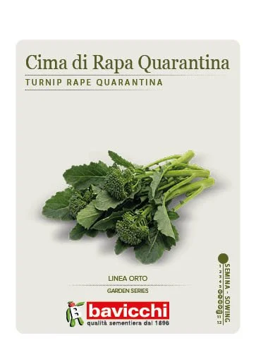 RAPA BROCCOLETTI O CIMA DI RAPA QUARANTINA - ZRP0307