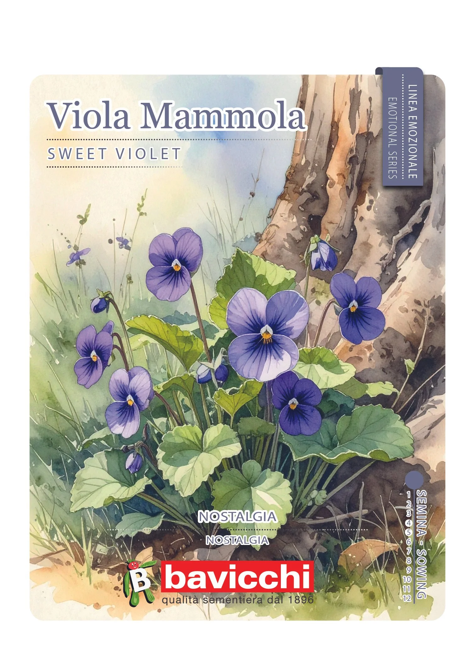 VIOLA MAMMOLA - FVM0107