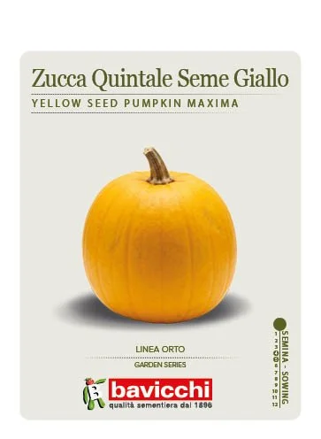 ZUCCA QUINTALE SEME GIALLO - VZU1807