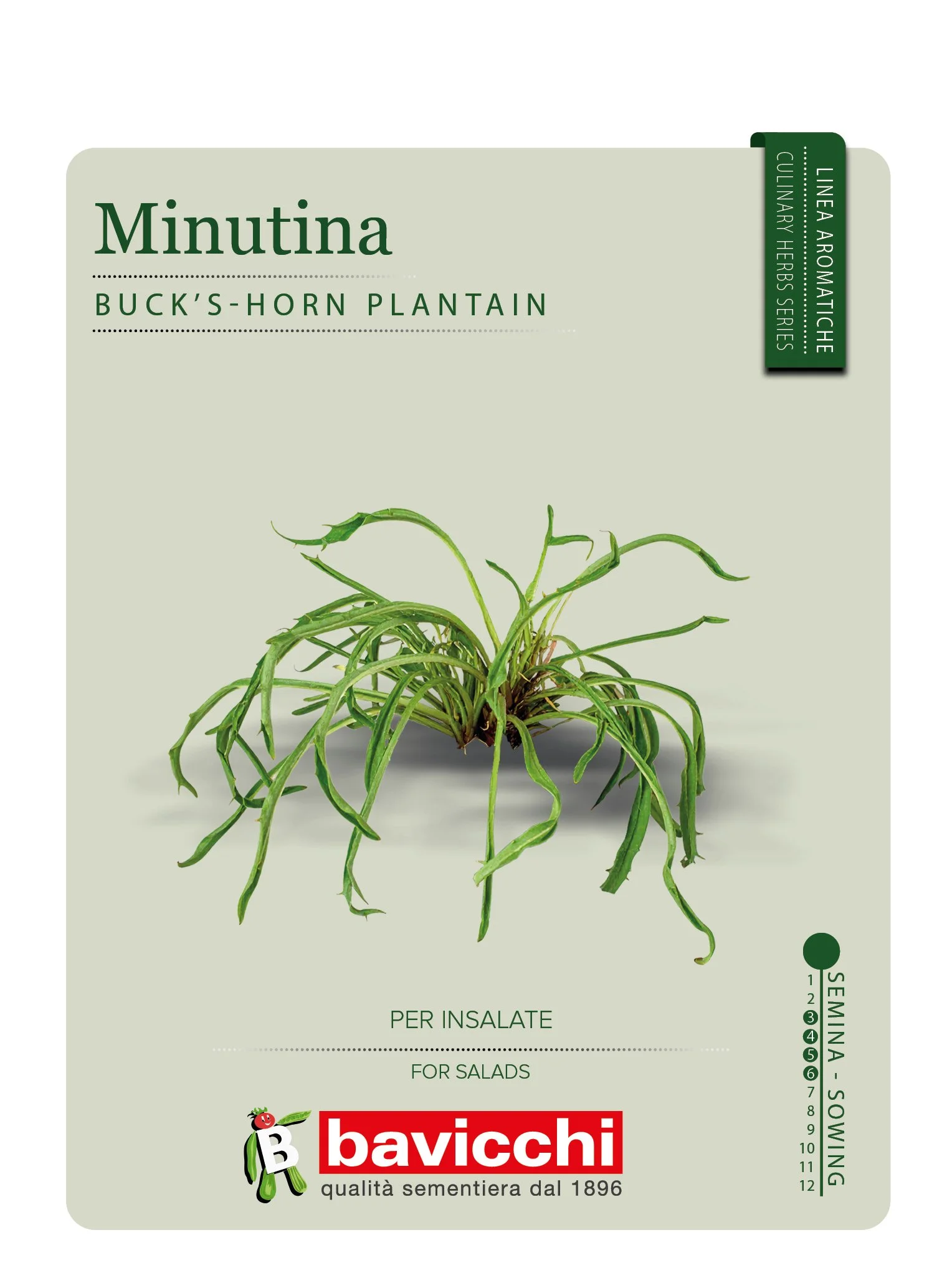 MINUTINA O ERBA STELLA - ZER0107