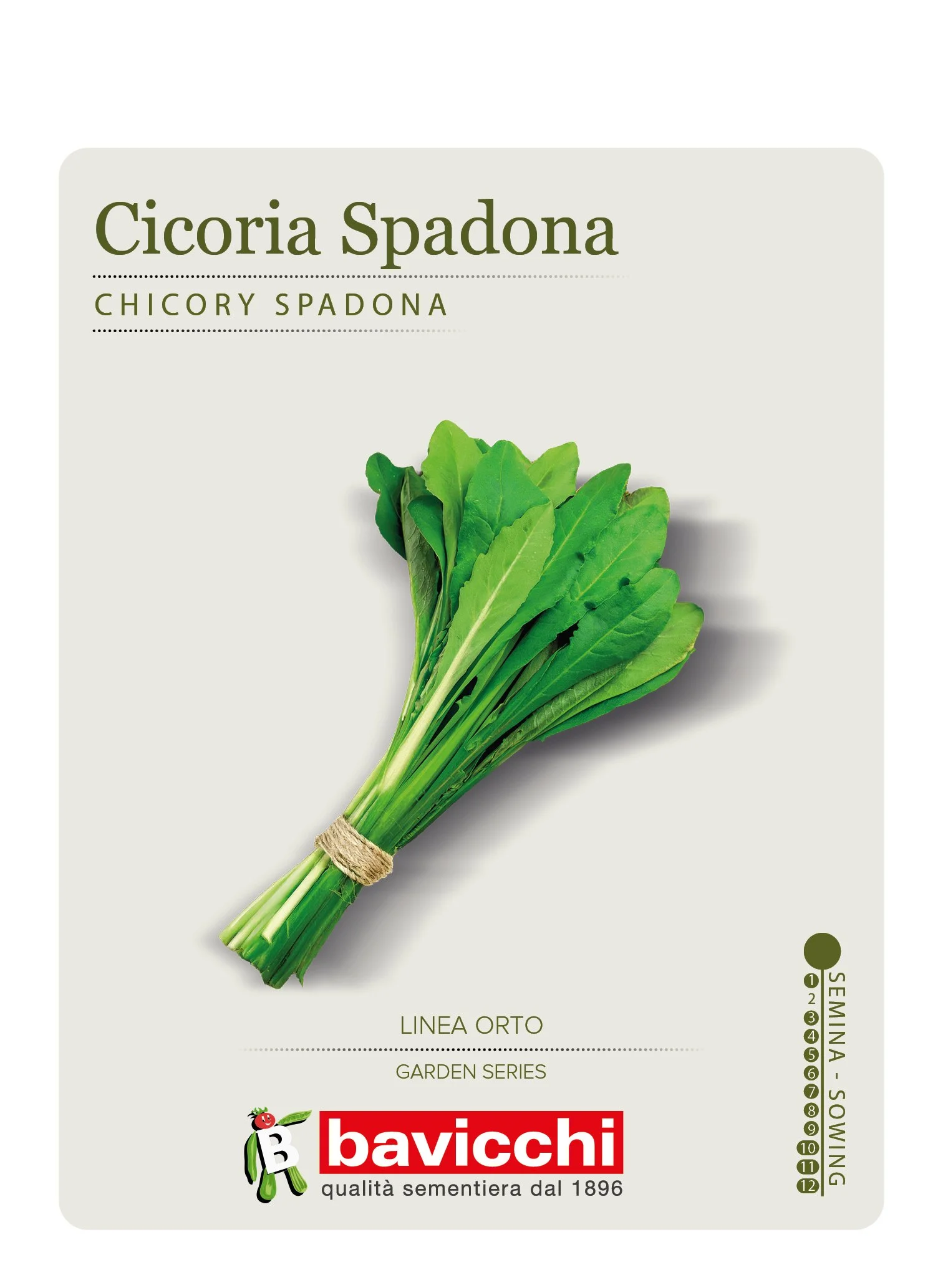 CICORIA SPADONA - VCI0107