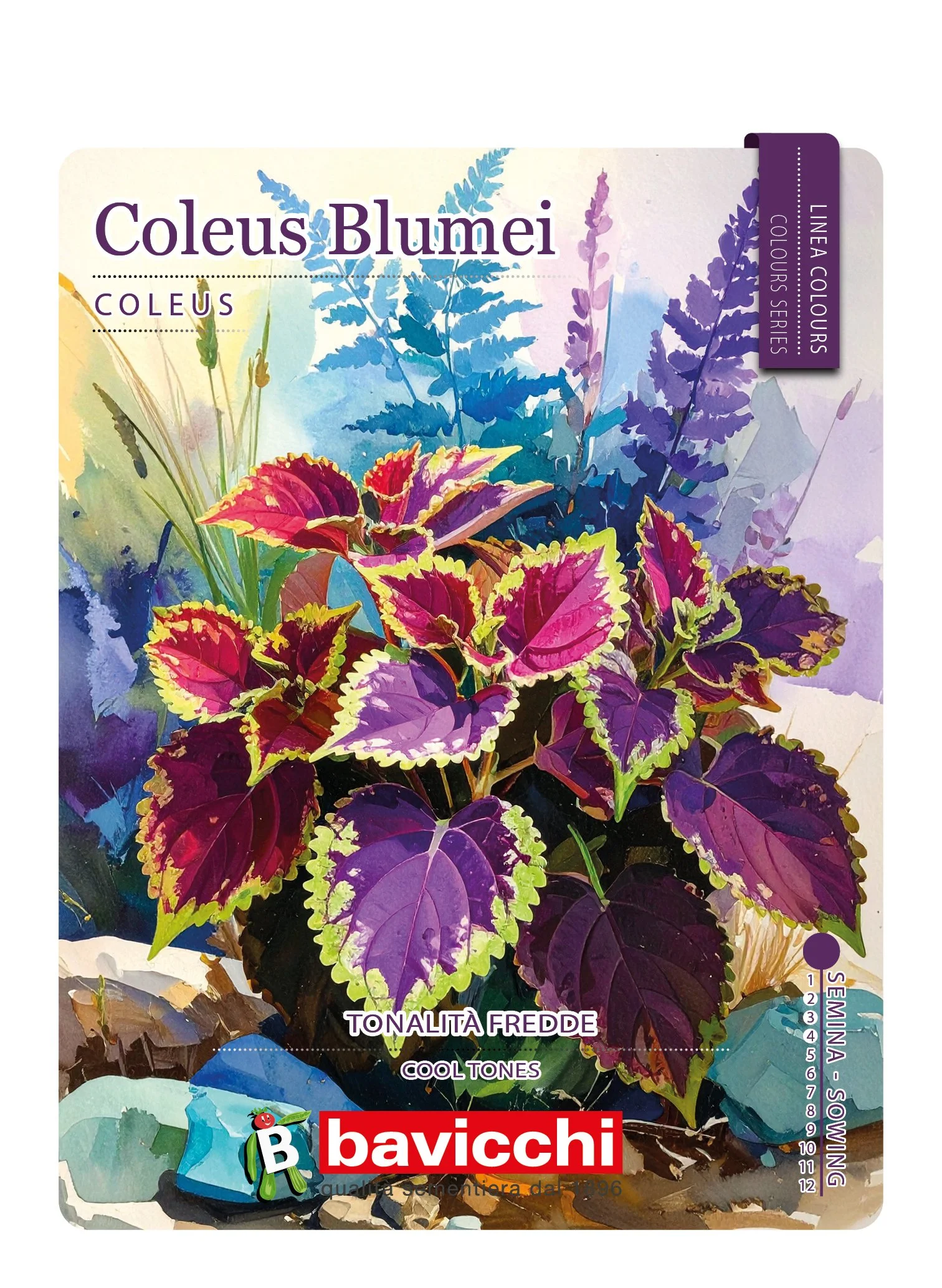 COLEUS BLUMEI A GRANDI FOGLIE - FCU0107