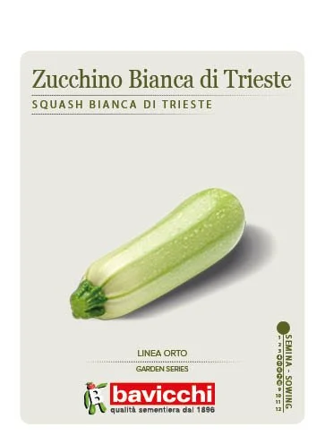 ZUCCHINO BIANCA DI TRIESTE - VZU1707