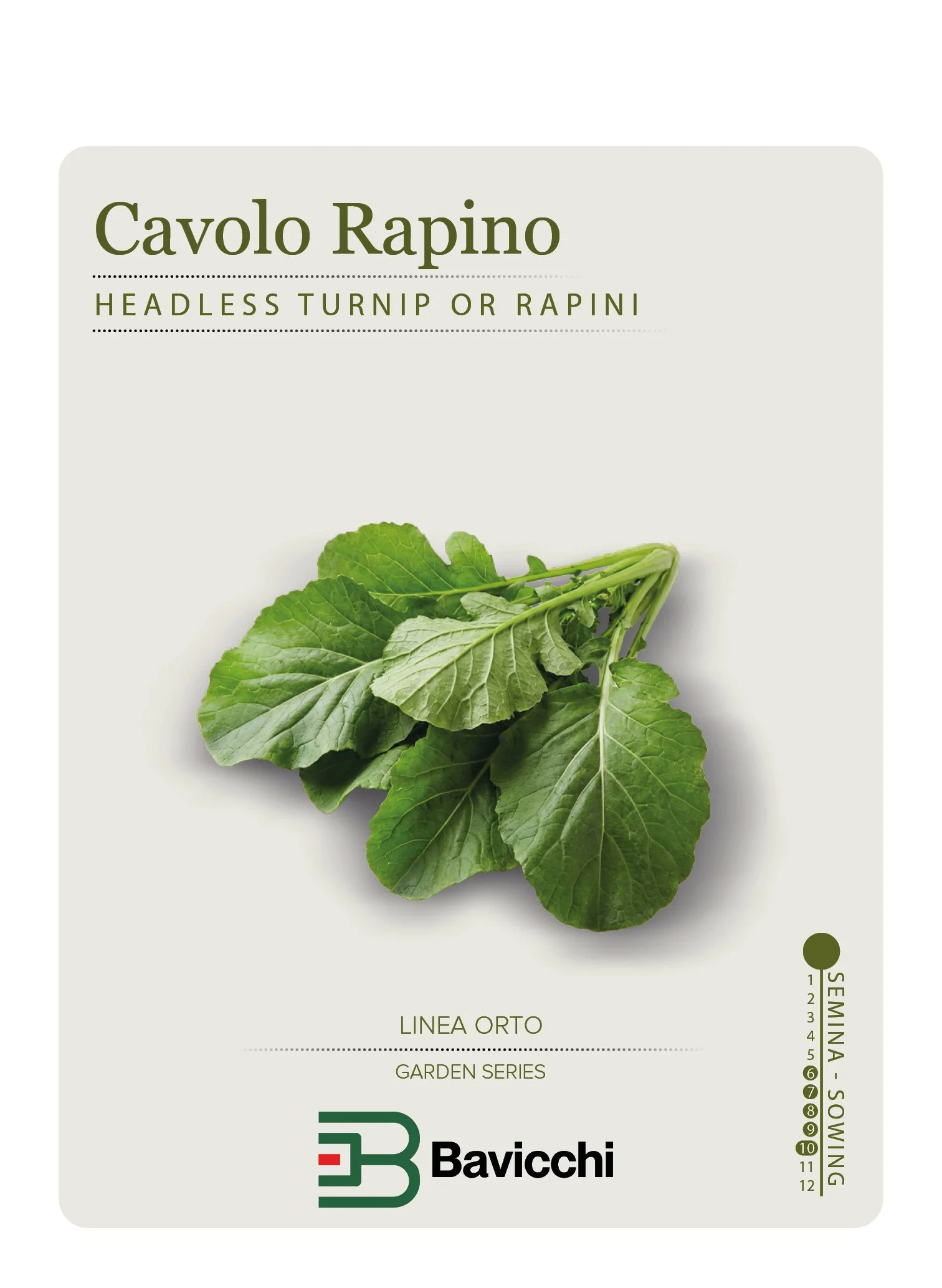 RAPA SENZA TESTA O CAVOLO RAPINO - ZRP0607