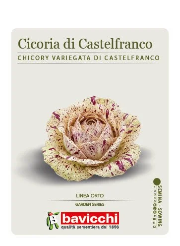 CICORIA DI CASTELFRANCO - VCI1207