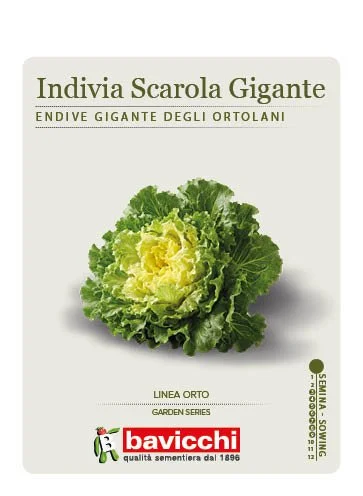 INDIVIA SCAROLA GIGANTE DEGLI ORTOLANI - VEN1107