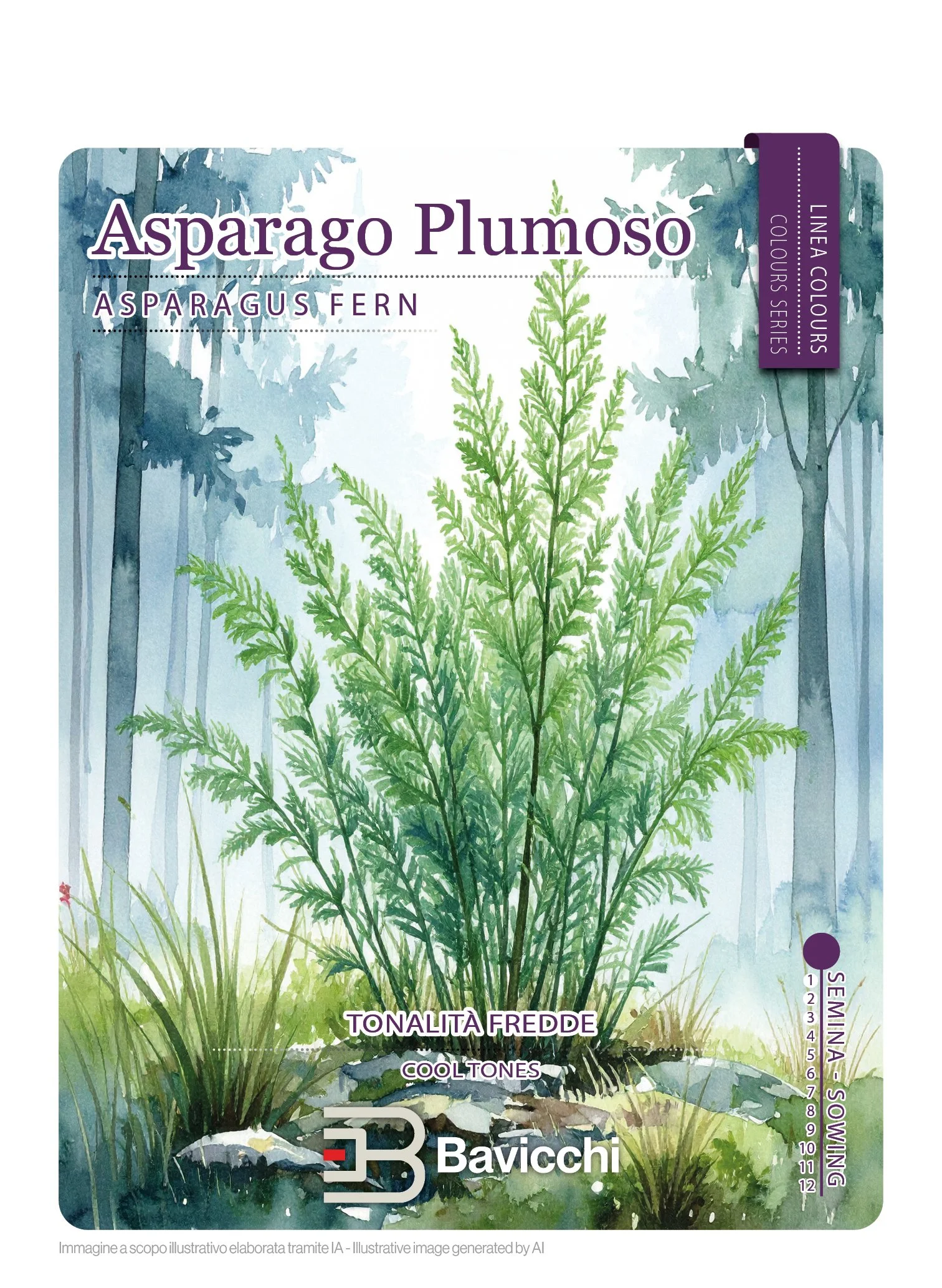 ASPARAGO PLUMOSO - FAS0107