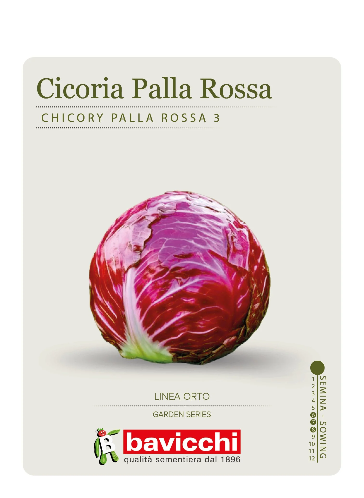 CICORIA PALLA ROSSA - VCI1707