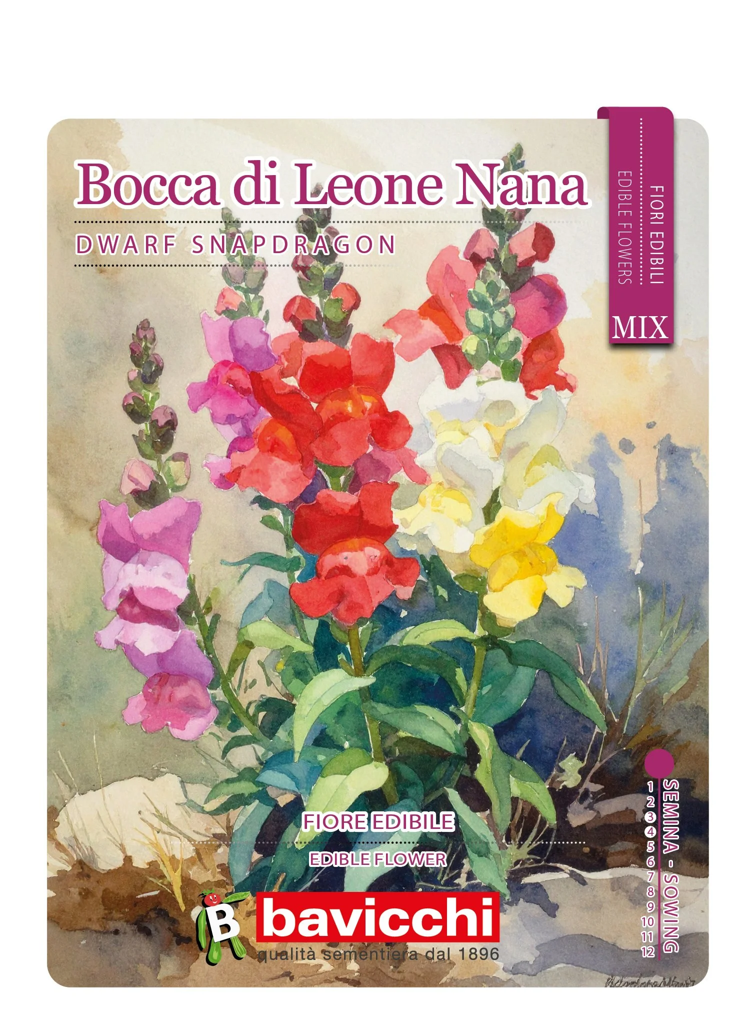 BOCCA DI LEONE NANA MIX - FBC0207E