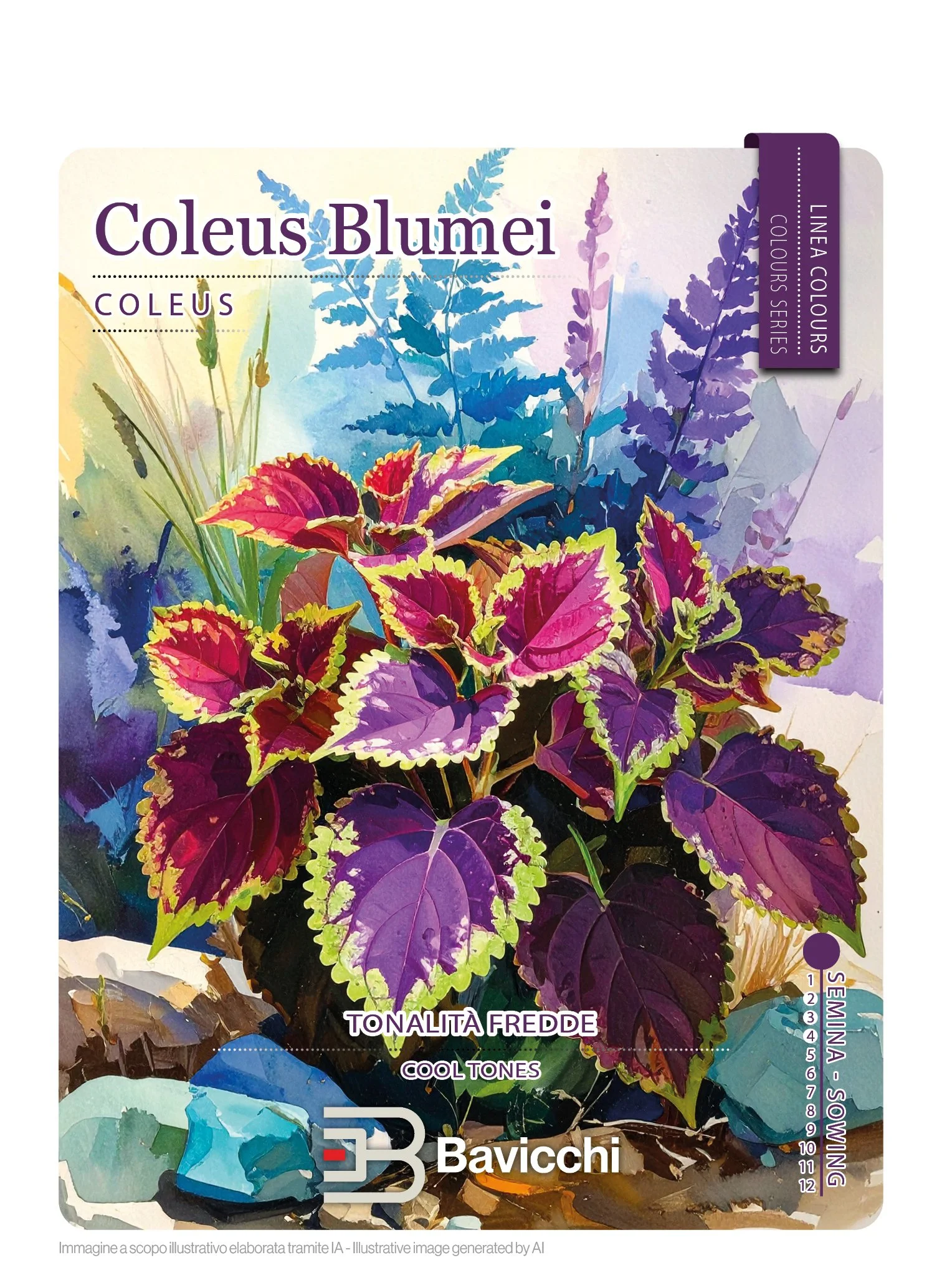 COLEUS BLUMEI A GRANDI FOGLIE - FCU0107