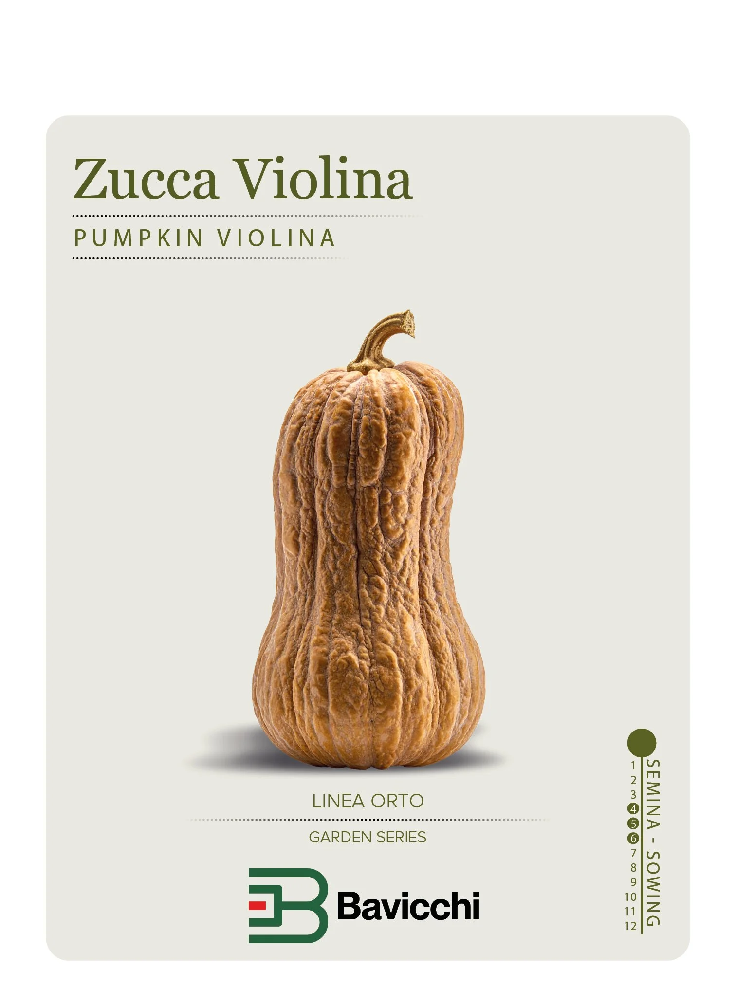 ZUCCA VIOLINA BUTTERNUT RUGOSA - ZZU0407