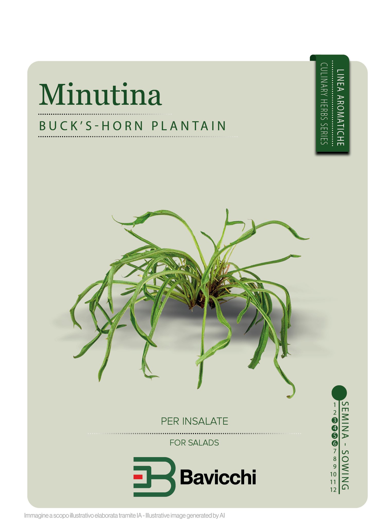 MINUTINA O ERBA STELLA - ZER0107