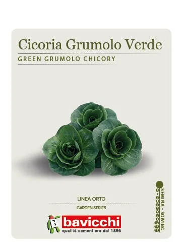 CICORIA GRUMOLO VERDE - VCI0207
