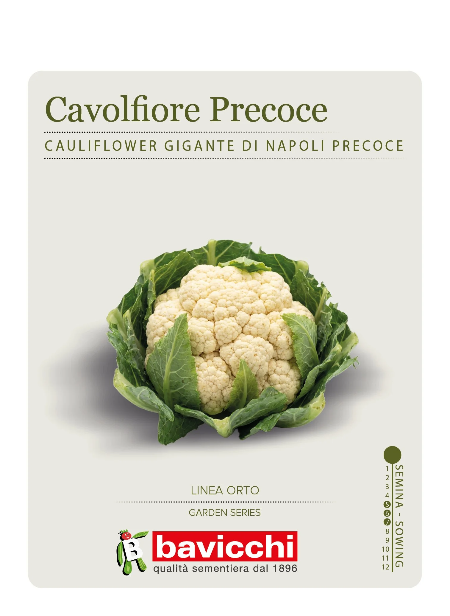 CAVOLFIORE GIGANTE DI NAPOLI MEZZO PRECOCE - VCF0107