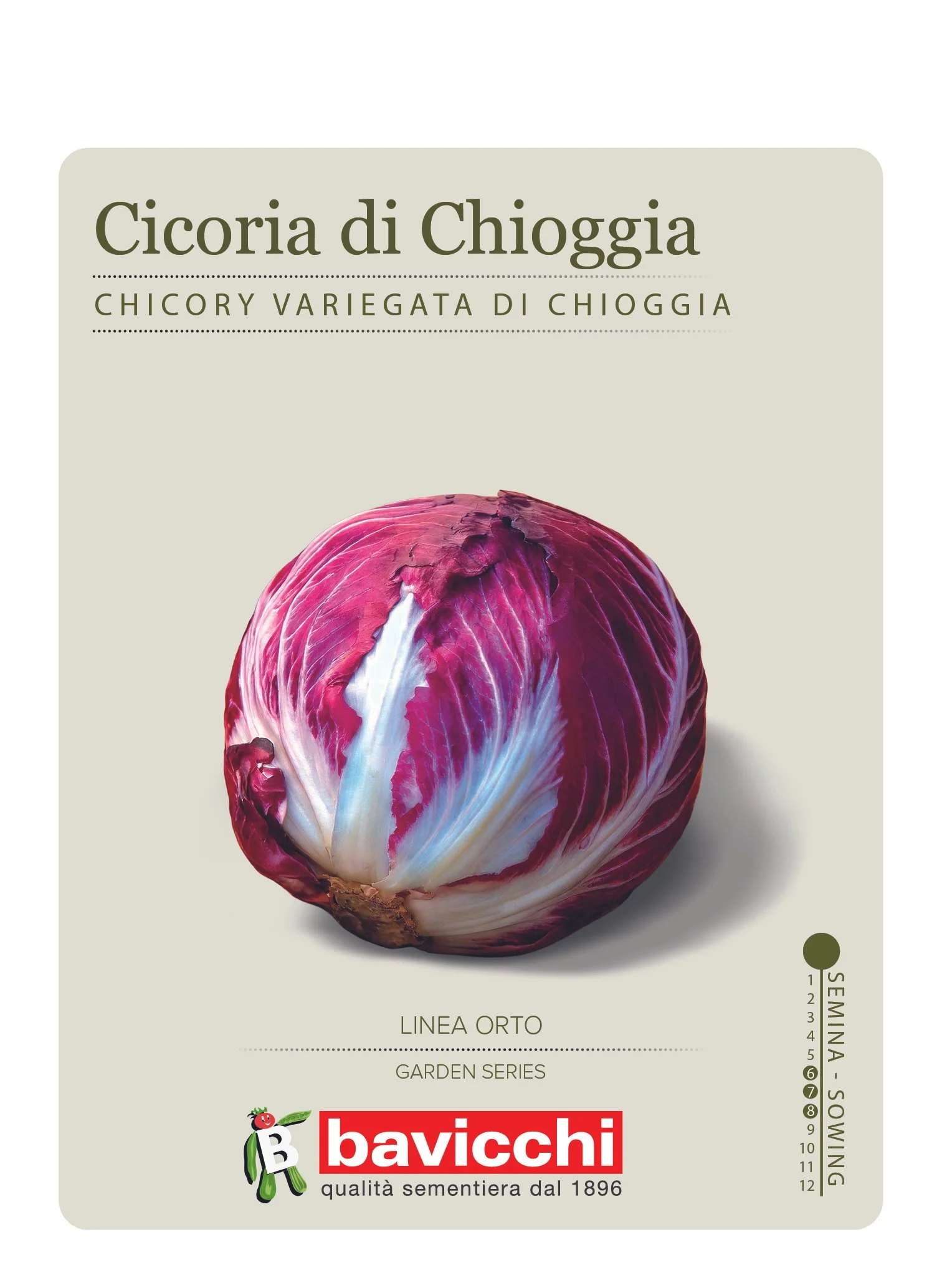 CICORIA DI CHIOGGIA - VCI1307