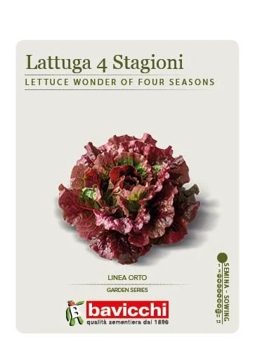 LATTUGA CAPPUCCIO MERAVIGLIA DELLE QUATTRO STAGIONI - VLA0607