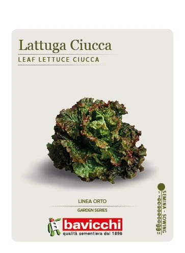 LATTUGA CIUCCA - VLA2607