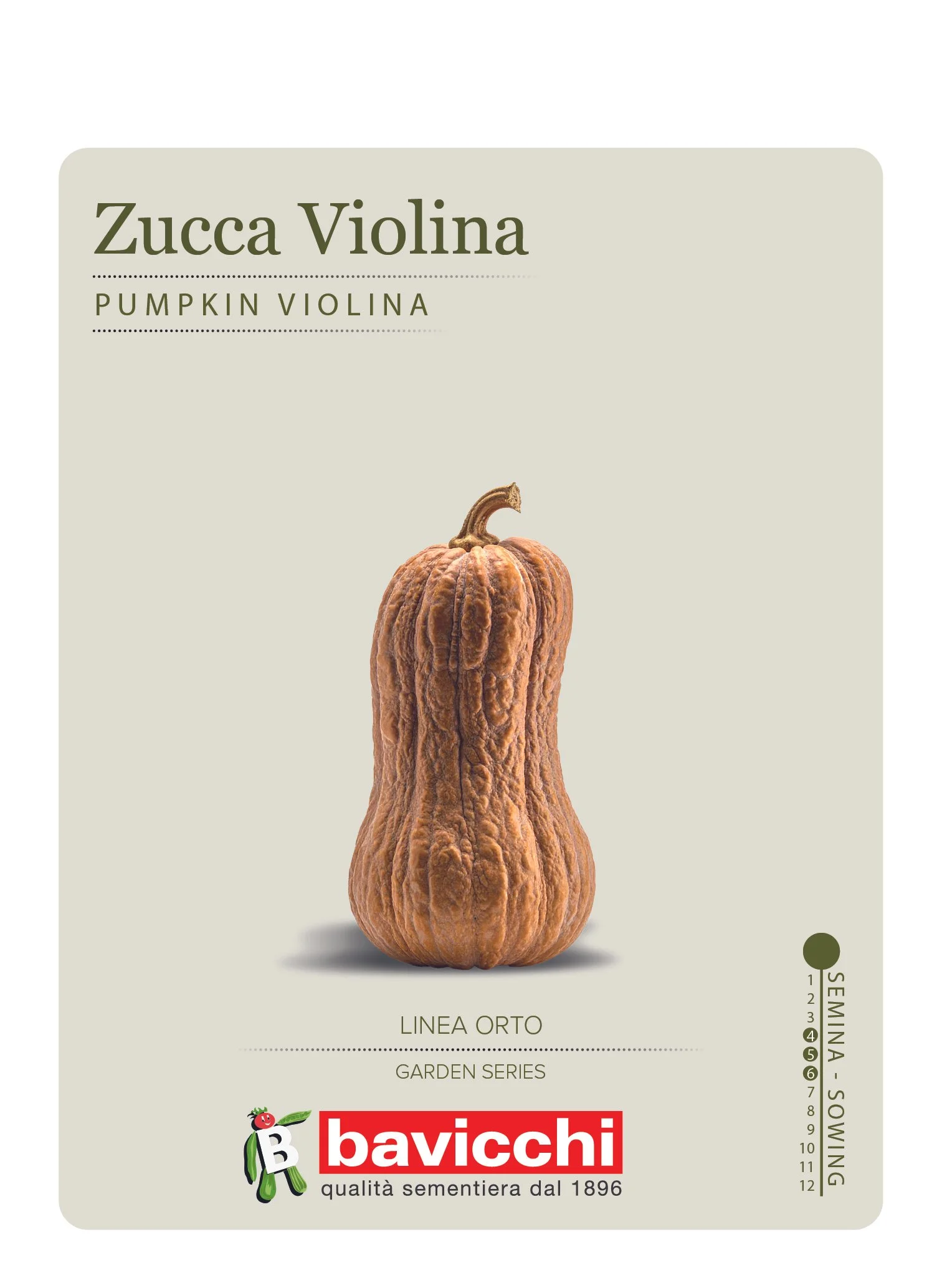 ZUCCA VIOLINA BUTTERNUT RUGOSA - ZZU0407