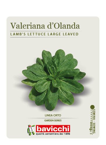 VALERIANA D'OLANDA A SEME GROSSO - VVA0107