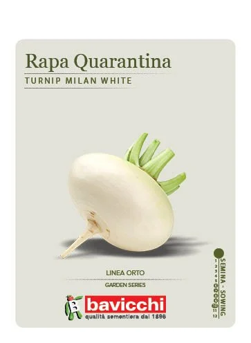 RAPA BIANCA PIATTA QUARANTINA - VRP0107