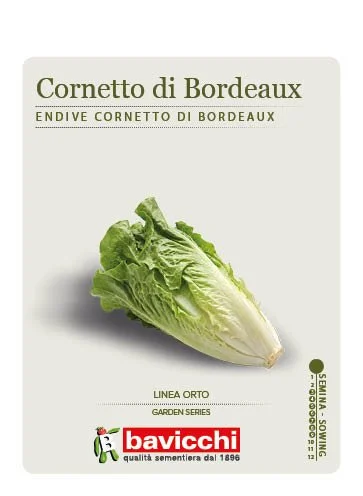 INDIVIA SCAROLA CORNETTO DI BORDEAUX - VEN1307