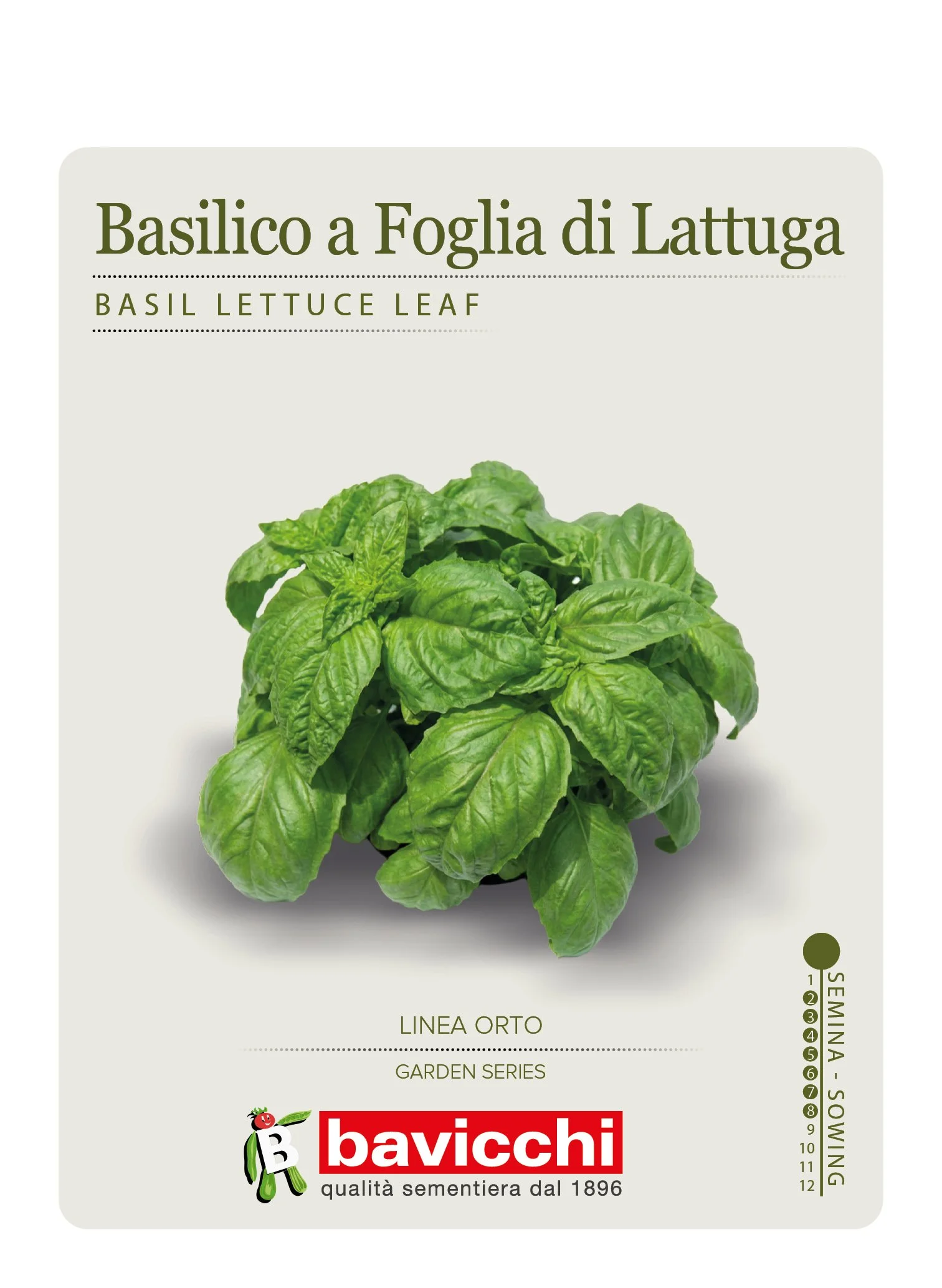 BASILICO A FOGLIA DI LATTUGA - ZBS0207