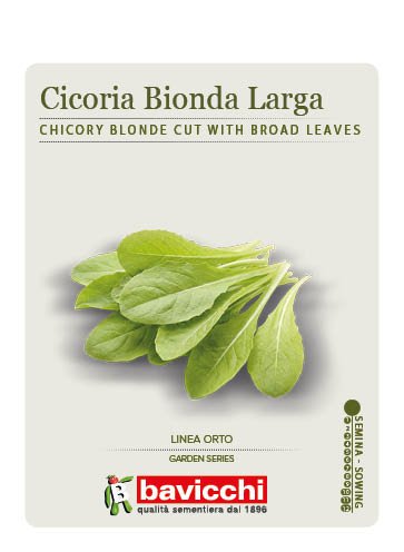 CICORIA BIONDA LARGA - VCI1907