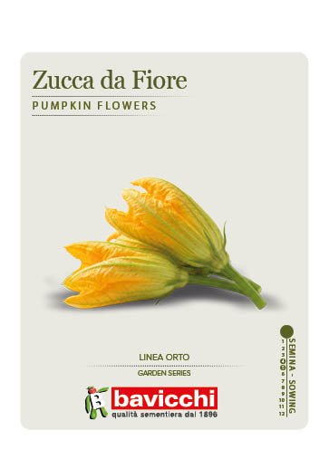 ZUCCA QUINTALE SEME GIALLO - VZU2907