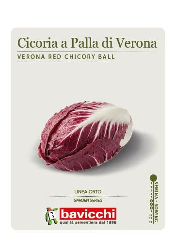 CICORIA A PALLA DI VERONA - VCI1607