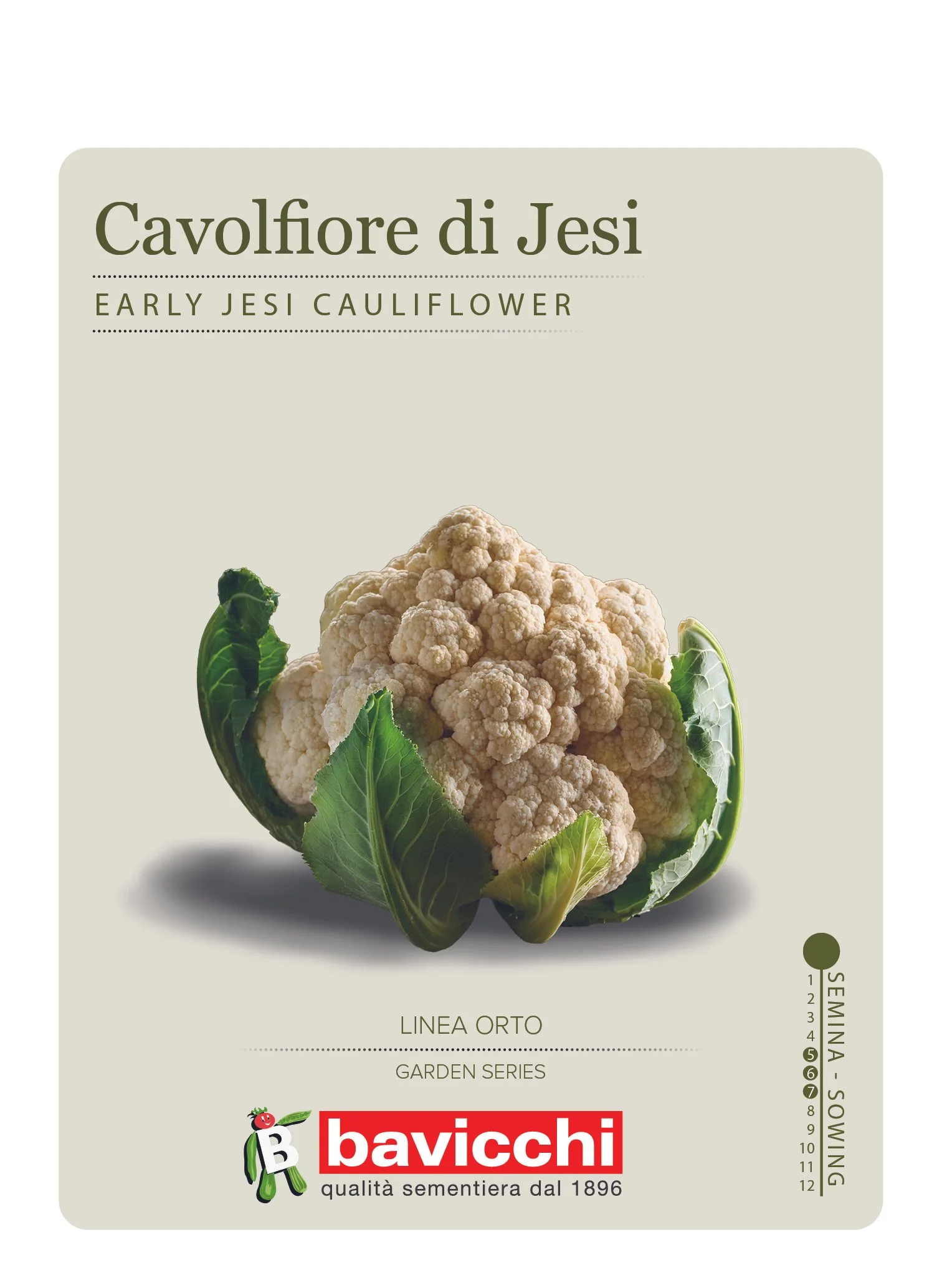 CAVOLFIORE PRECOCE DI JESI - VCF0307