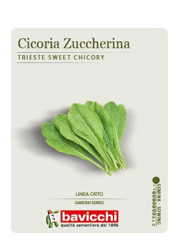 CICORIA ZUCCHERINA - VCI1407