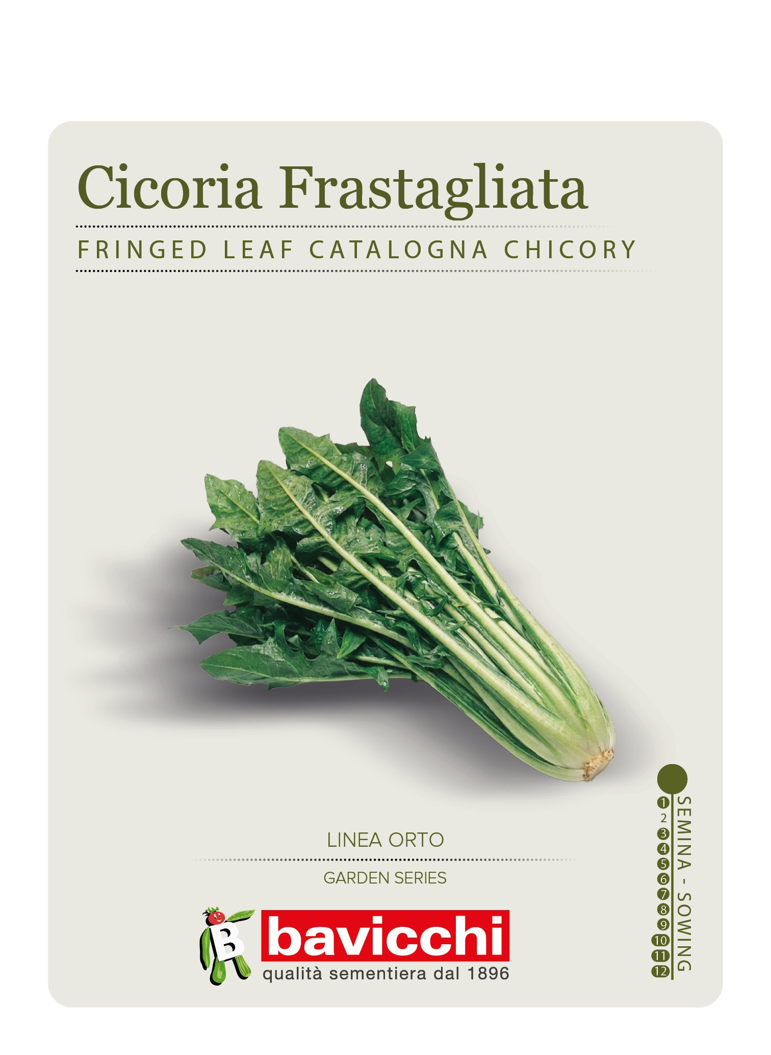 CICORIA FRASTAGLIATA - VCI0407