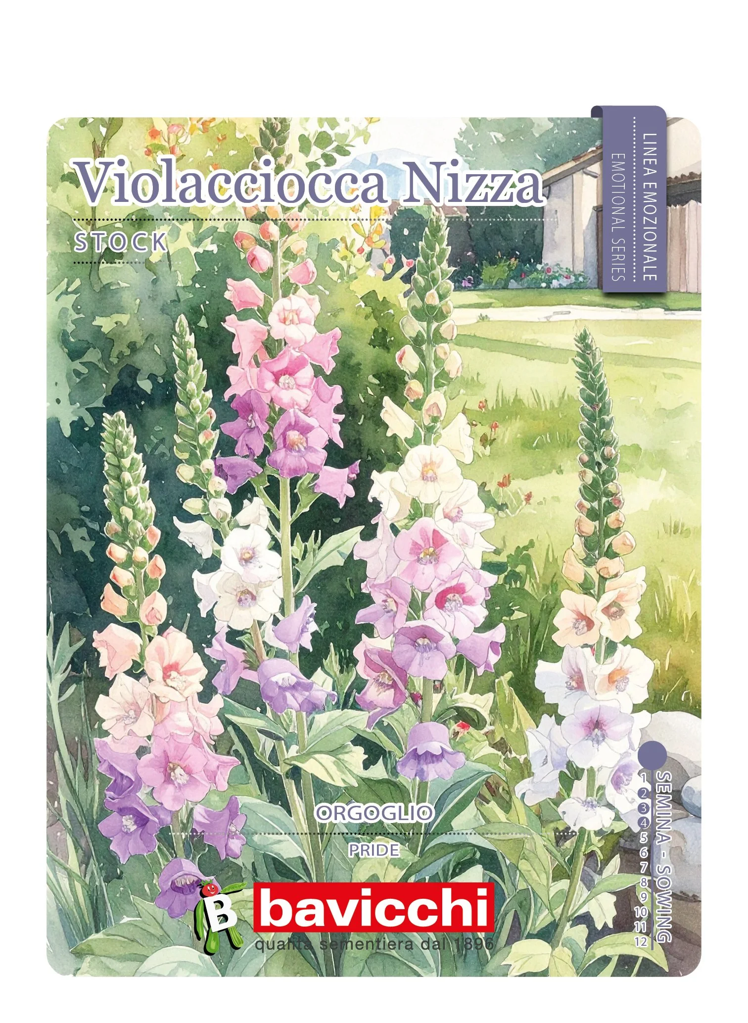 VIOLACCIOCCA GIGANTE DI NIZZA - FVL0107