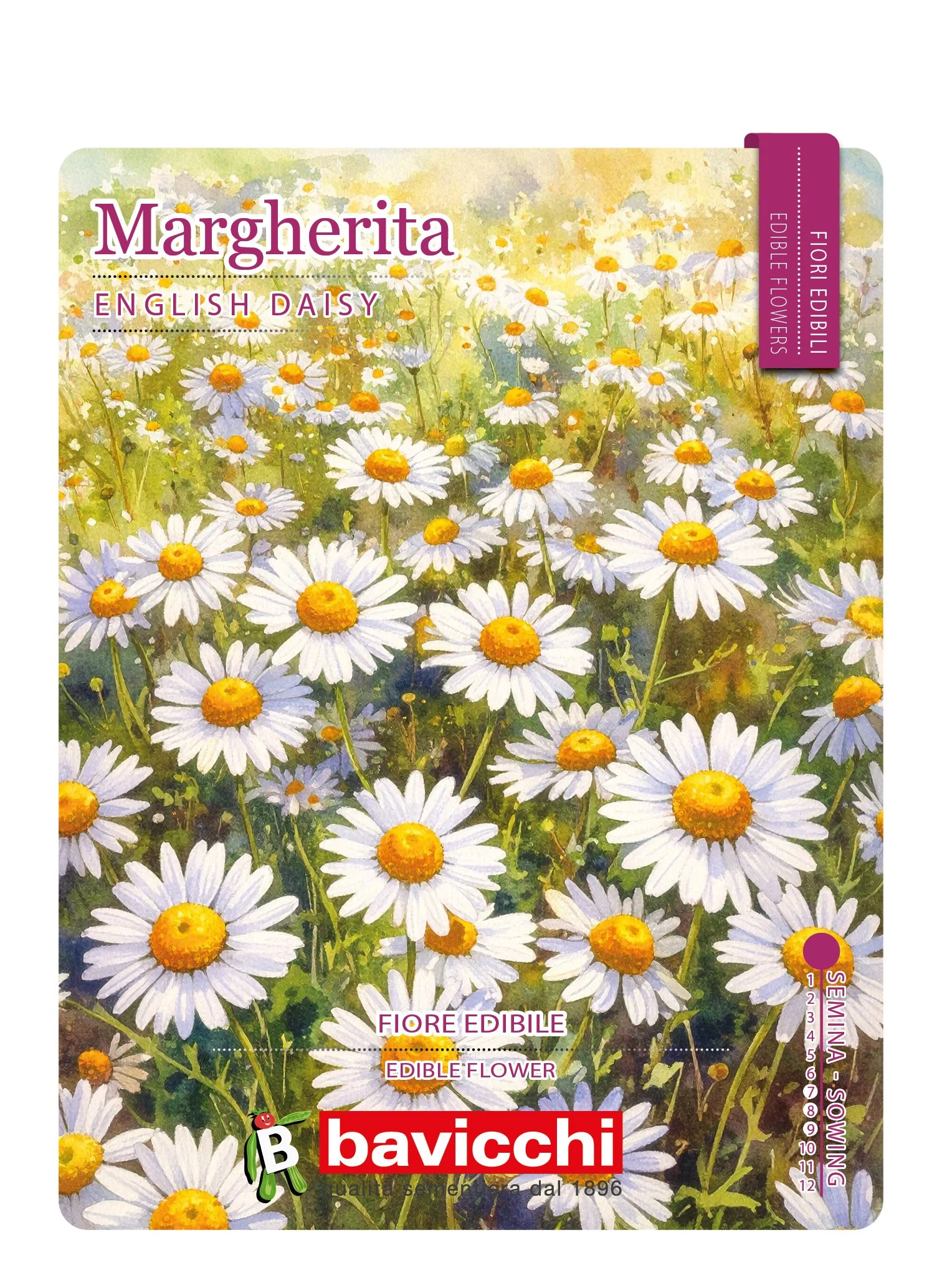 MARGHERITA SEMPLICE BIANCA - FMR0507E
