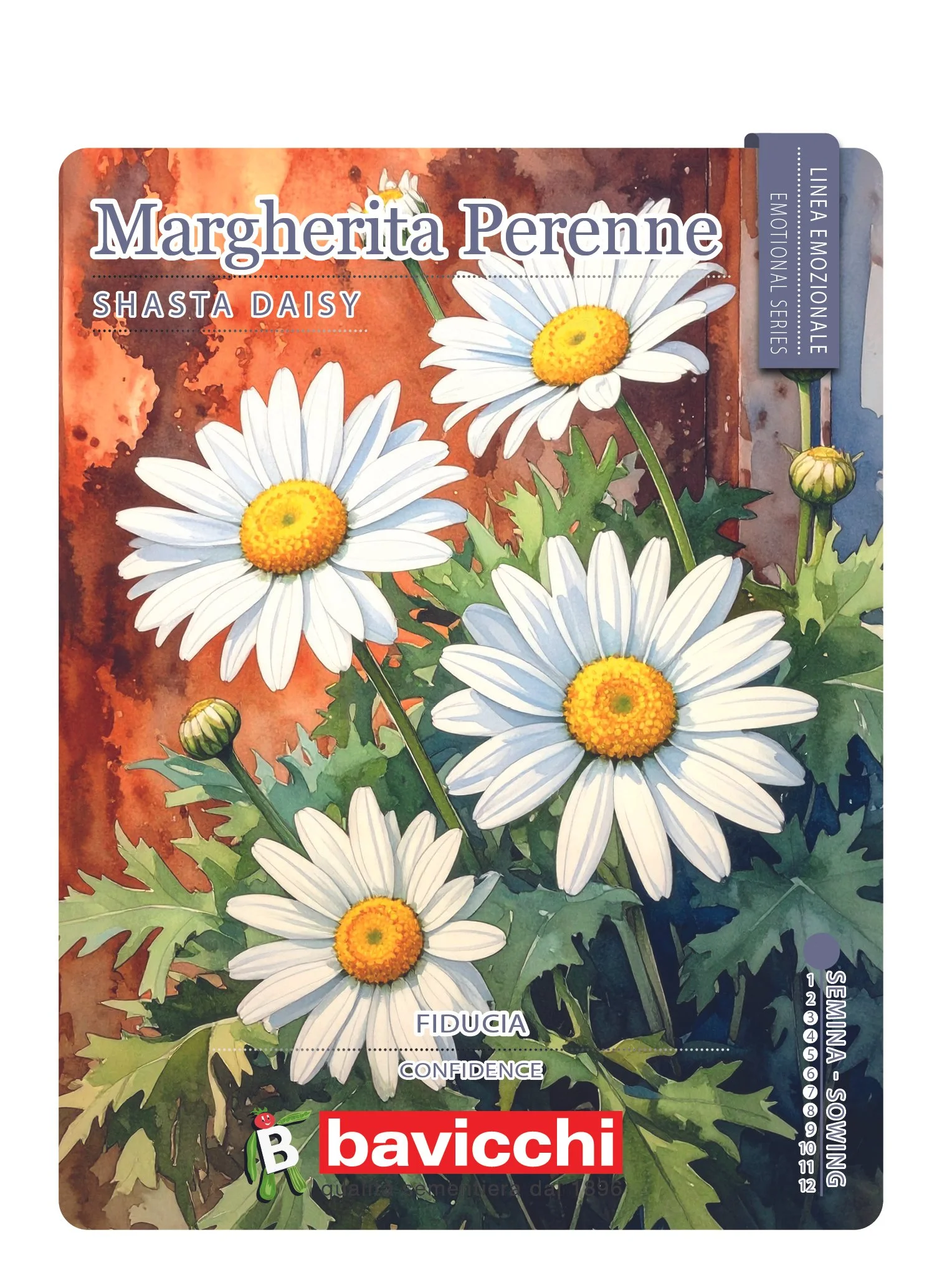 MARGHERITA PERENNE - FMA0107