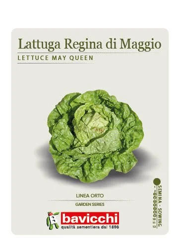 LATTUGA CAPPUCCIO REGINA DI MAGGIO - VLA0907