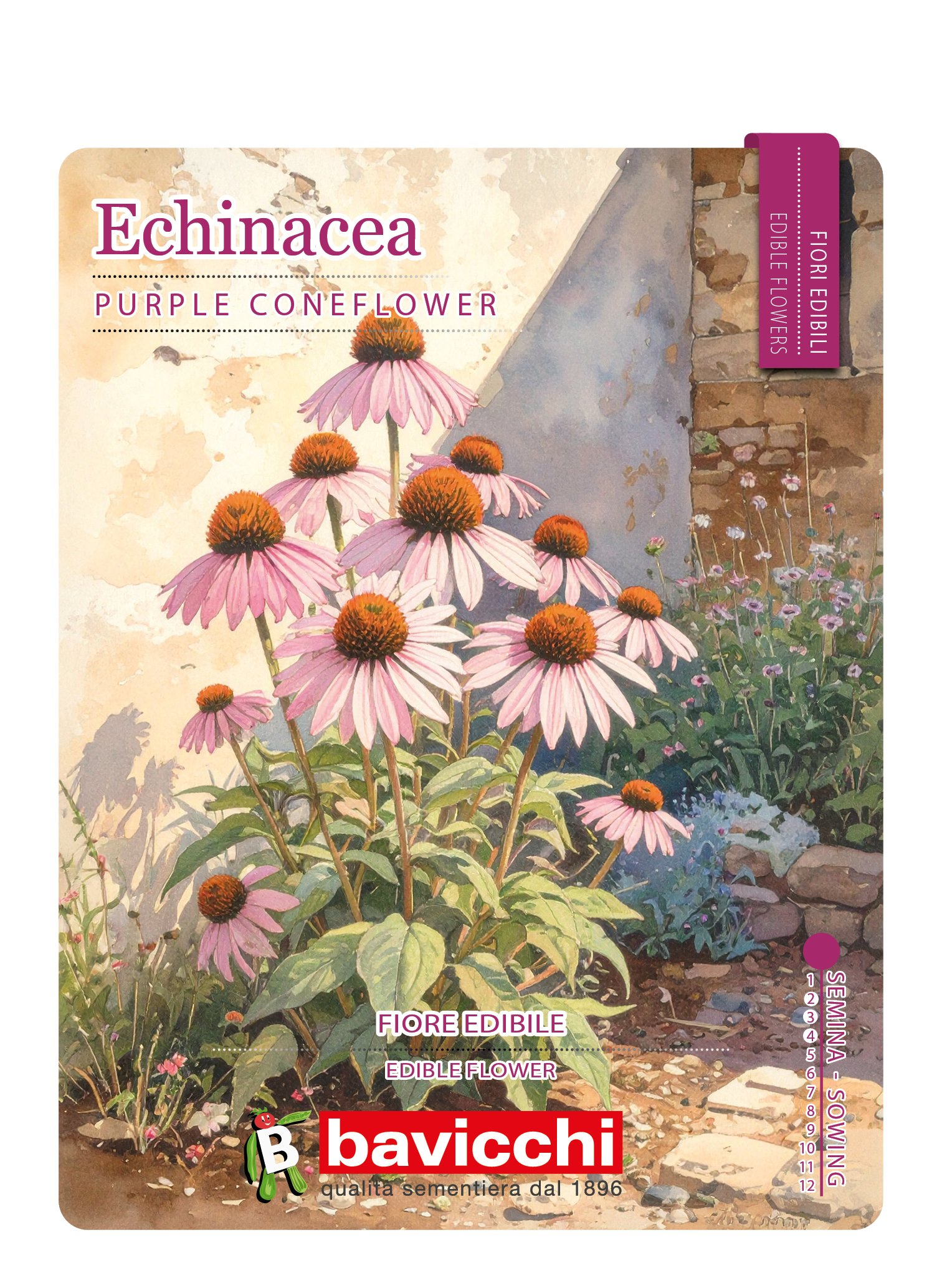 ECHINACEA - FEC0107E