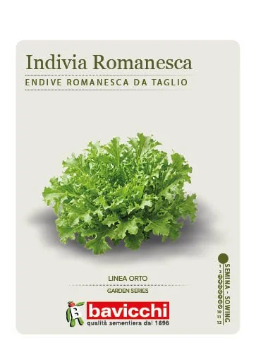 INDIVIA ROMANESCA DA TAGLIO - VEN0607