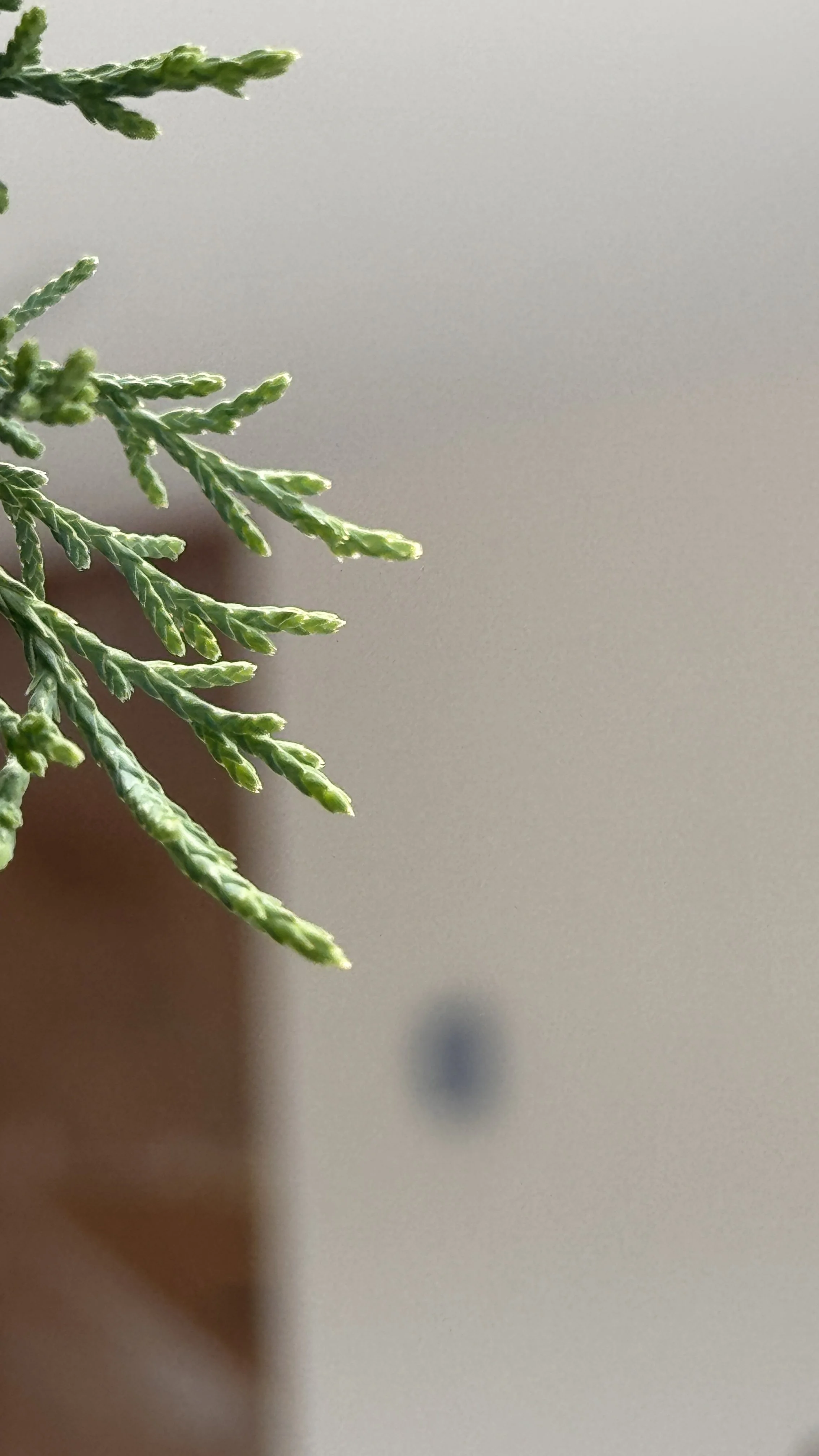 Close-up of green pine needles against a blurred background.
