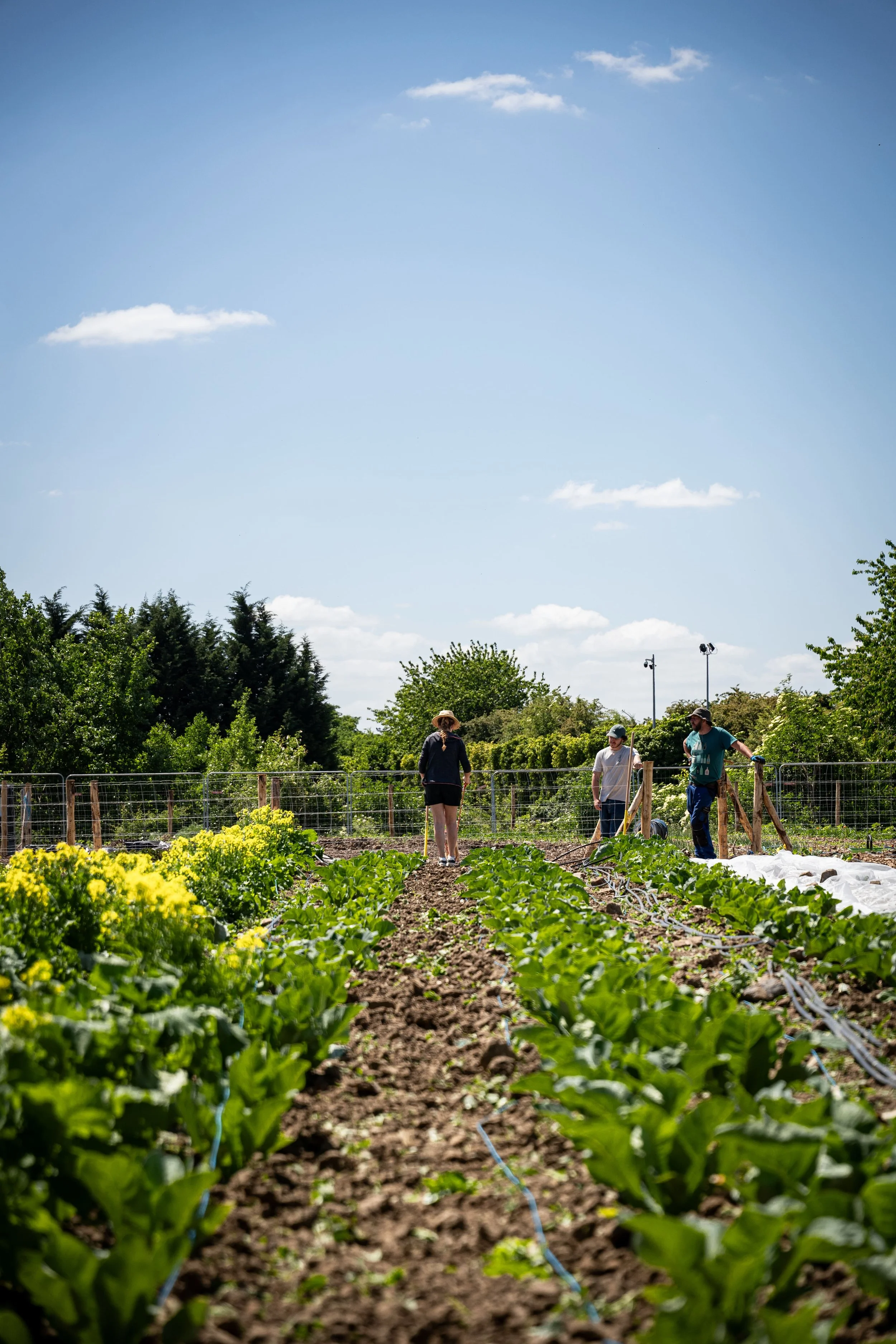 légumes locaux