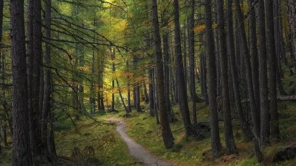 Path through woodland