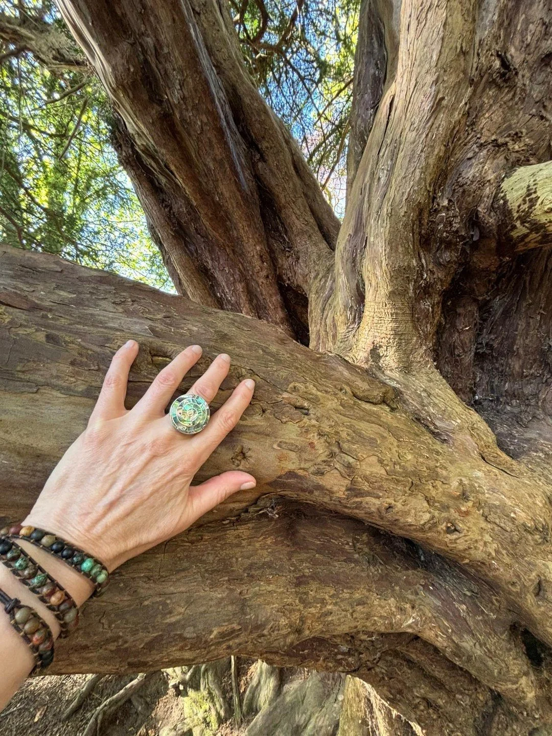 Walking through the Glen at Roslyn Chapel today in Scotland, the yew trees showed me how the mycelium network woven around their root systems connects and interweaves all of the trees in the Glen. They guided me to look up and showed me that the same