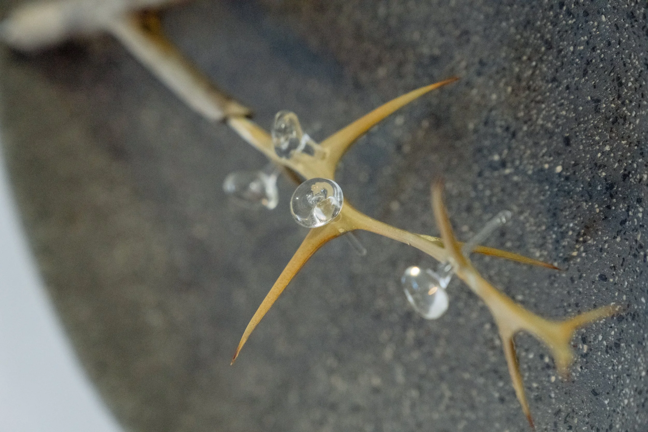 Karin Wijnand - Cannenburgh Expo 2026 - DSC00822.jpg