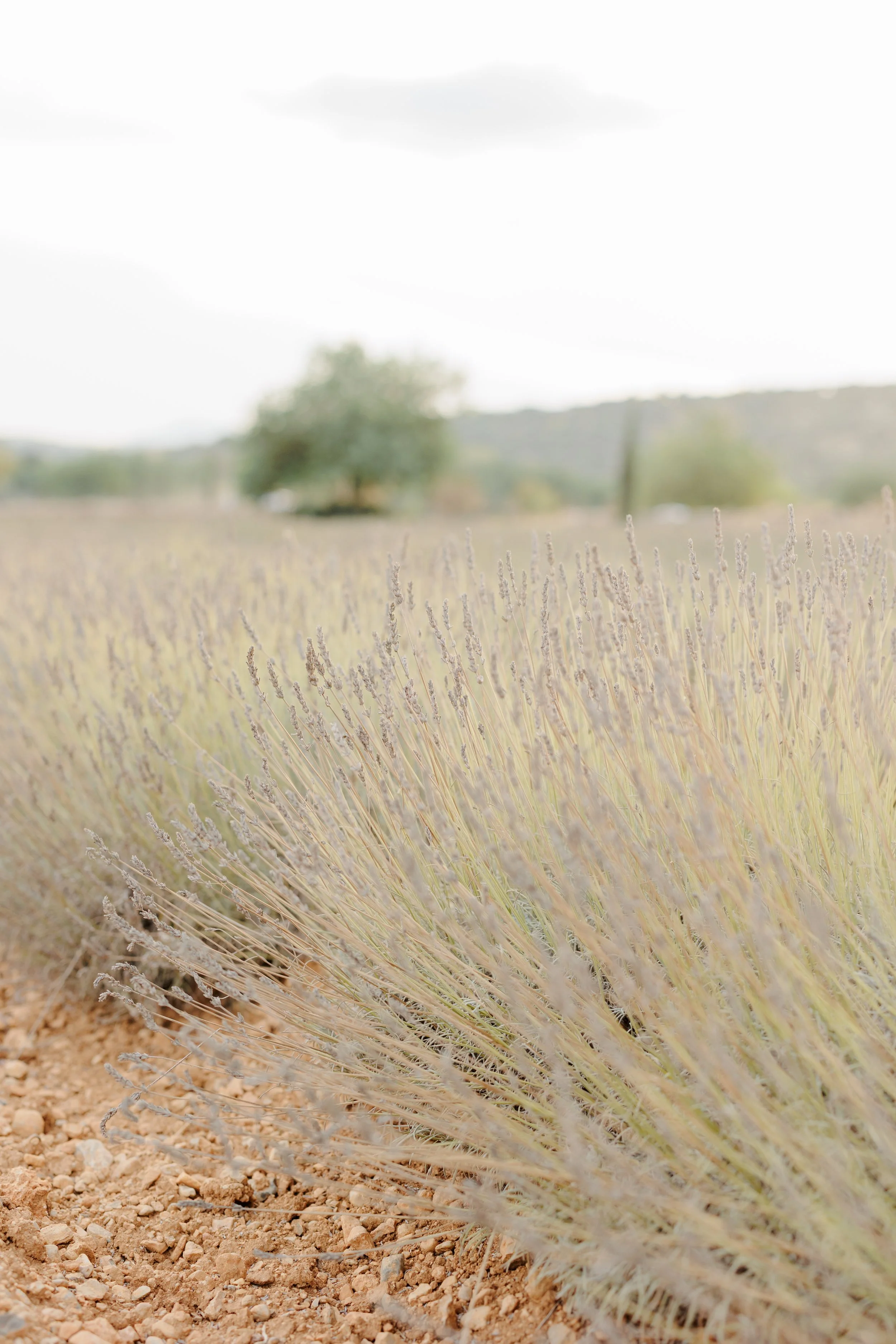 Lavender fields in Mallorca on a boutique resort property with their own farm to table experience.