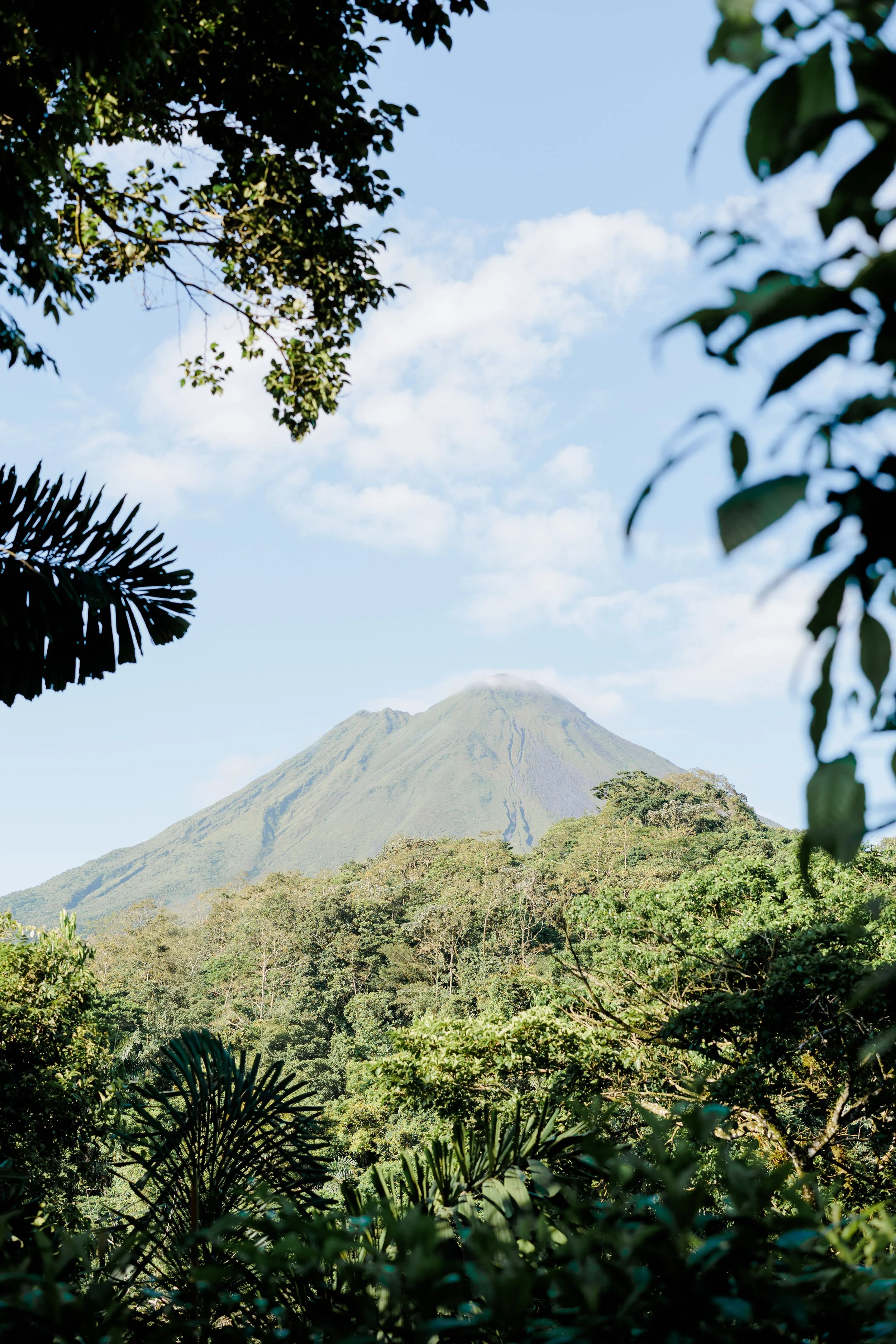 A lush green forest with a view of a mountain or volcano in the background under a partly cloudy sky.