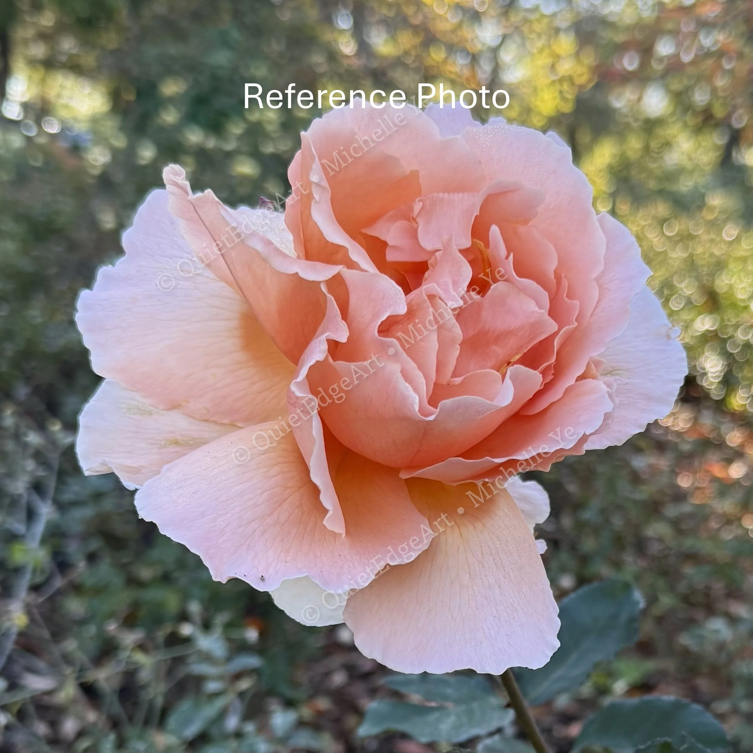 RoseBlossom-RefPic.jpg