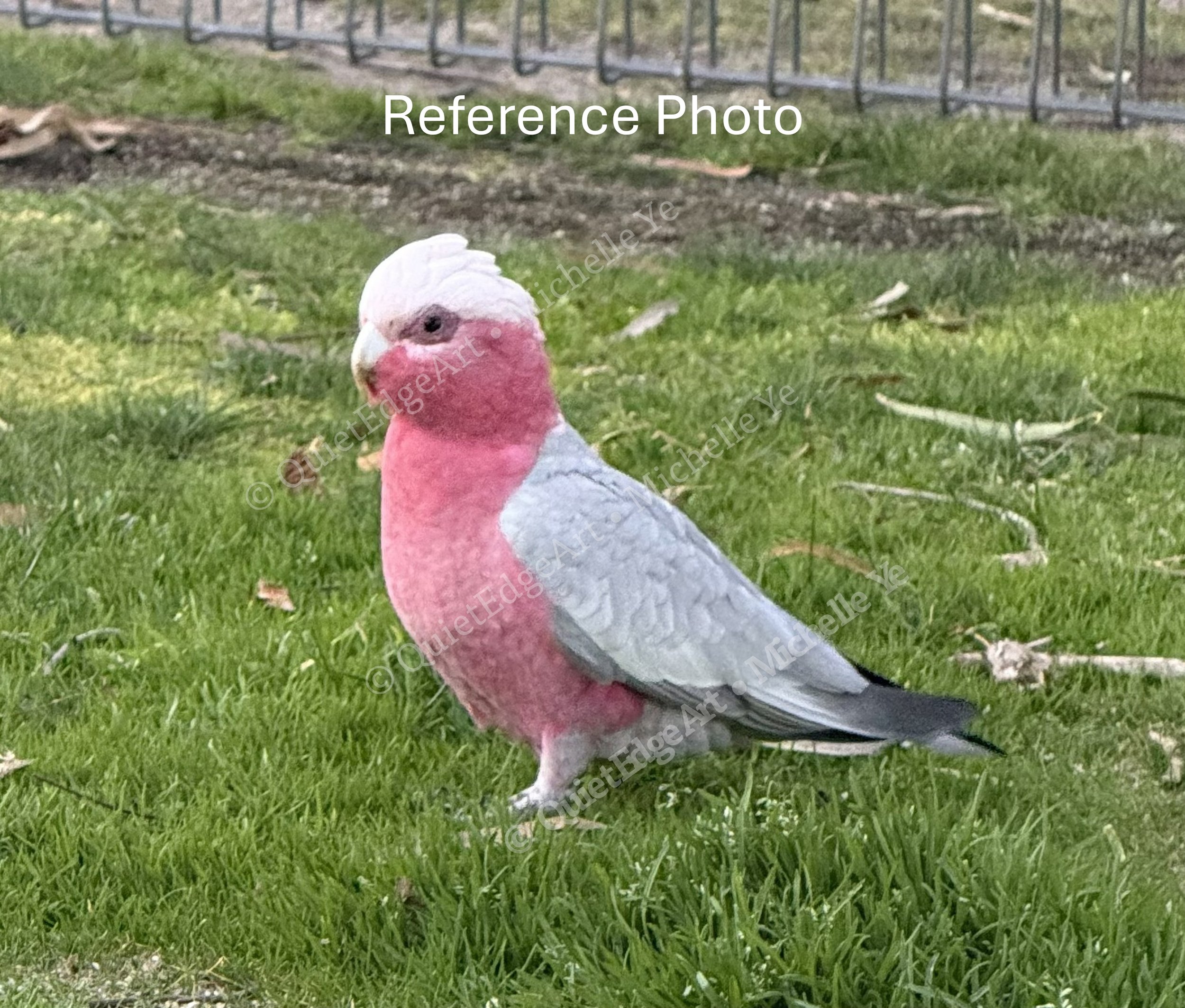 PinkCockatoo-RefPic.jpg