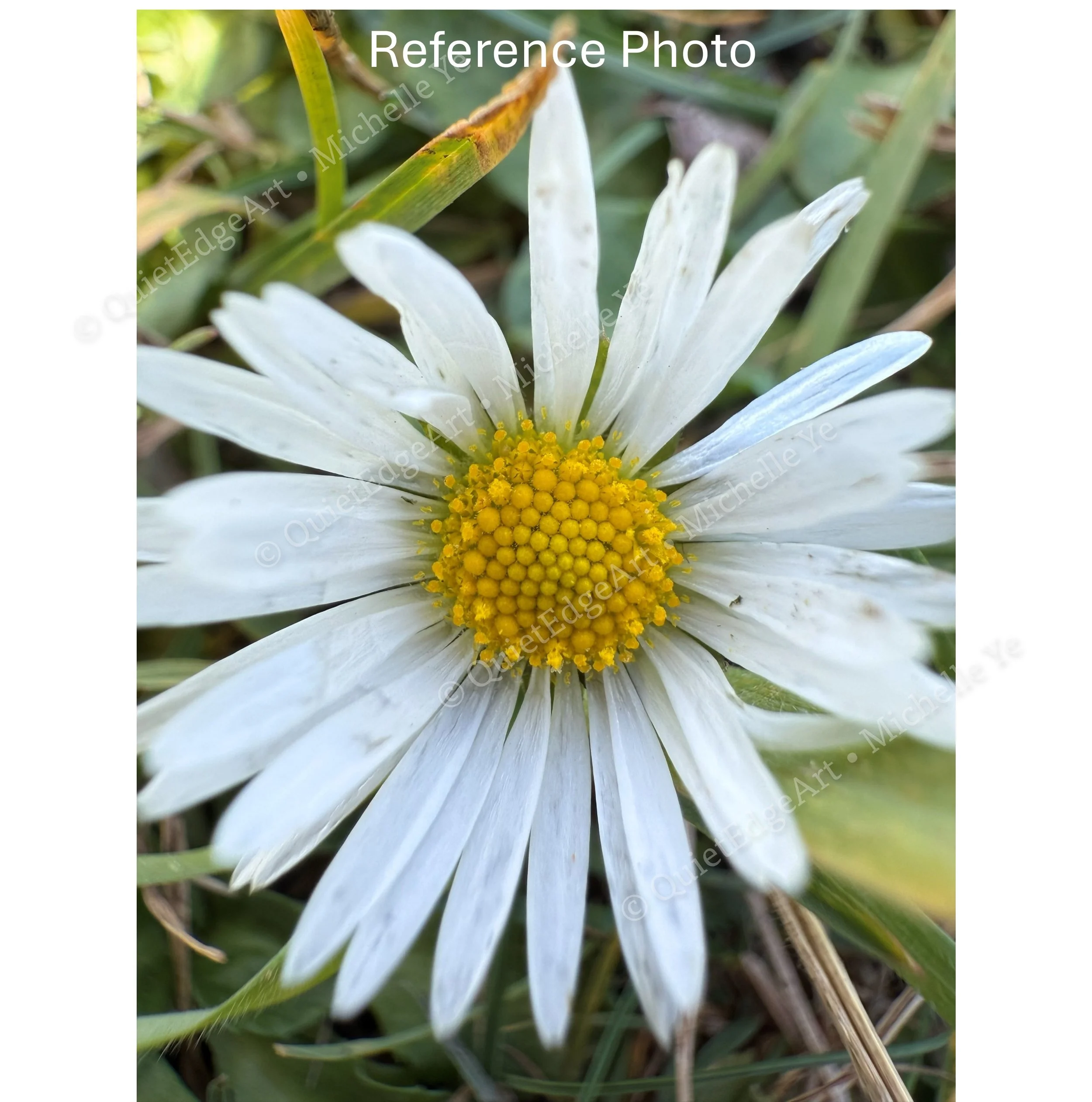 DaisyInTheGrass-RefPic.jpg