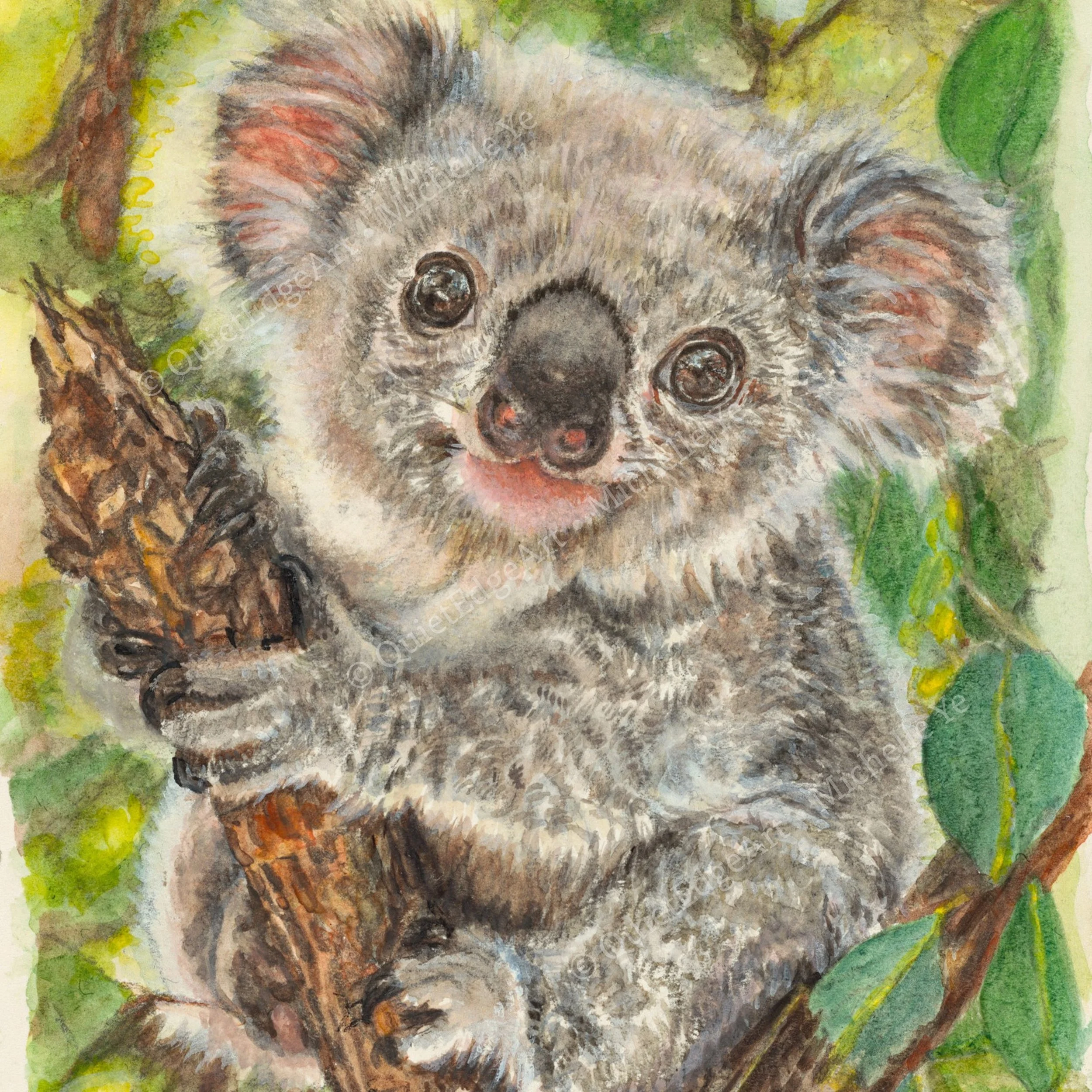Koala