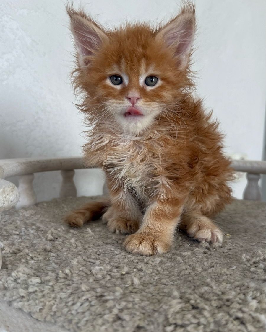 Cute Orange Boy 1.jpg